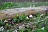 Házi tintagomba (Coprinellus domesticus), Budai-hegység